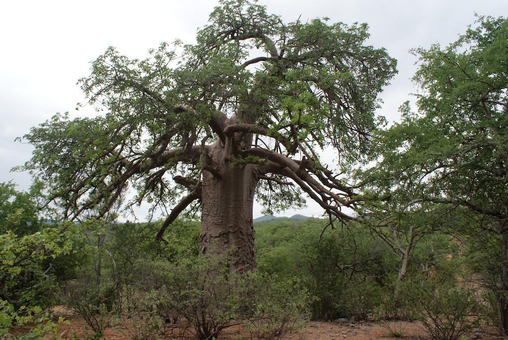 Adansonia Eco Lodge Musina Ngoại thất bức ảnh