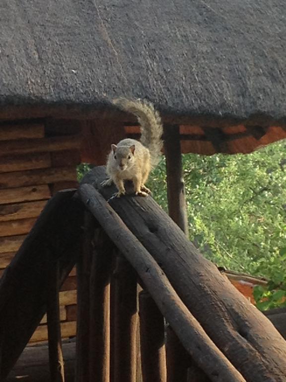 Adansonia Eco Lodge Musina Ngoại thất bức ảnh