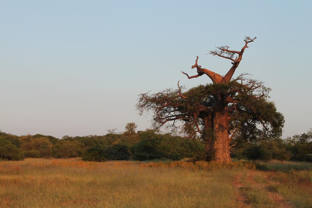 Adansonia Eco Lodge Musina Ngoại thất bức ảnh