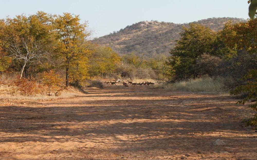 Adansonia Eco Lodge Musina Ngoại thất bức ảnh