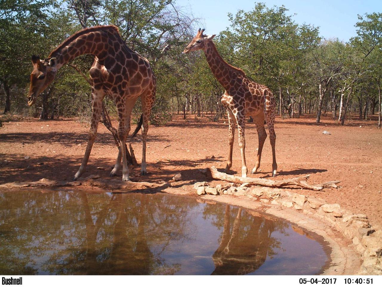 Adansonia Eco Lodge Musina Ngoại thất bức ảnh
