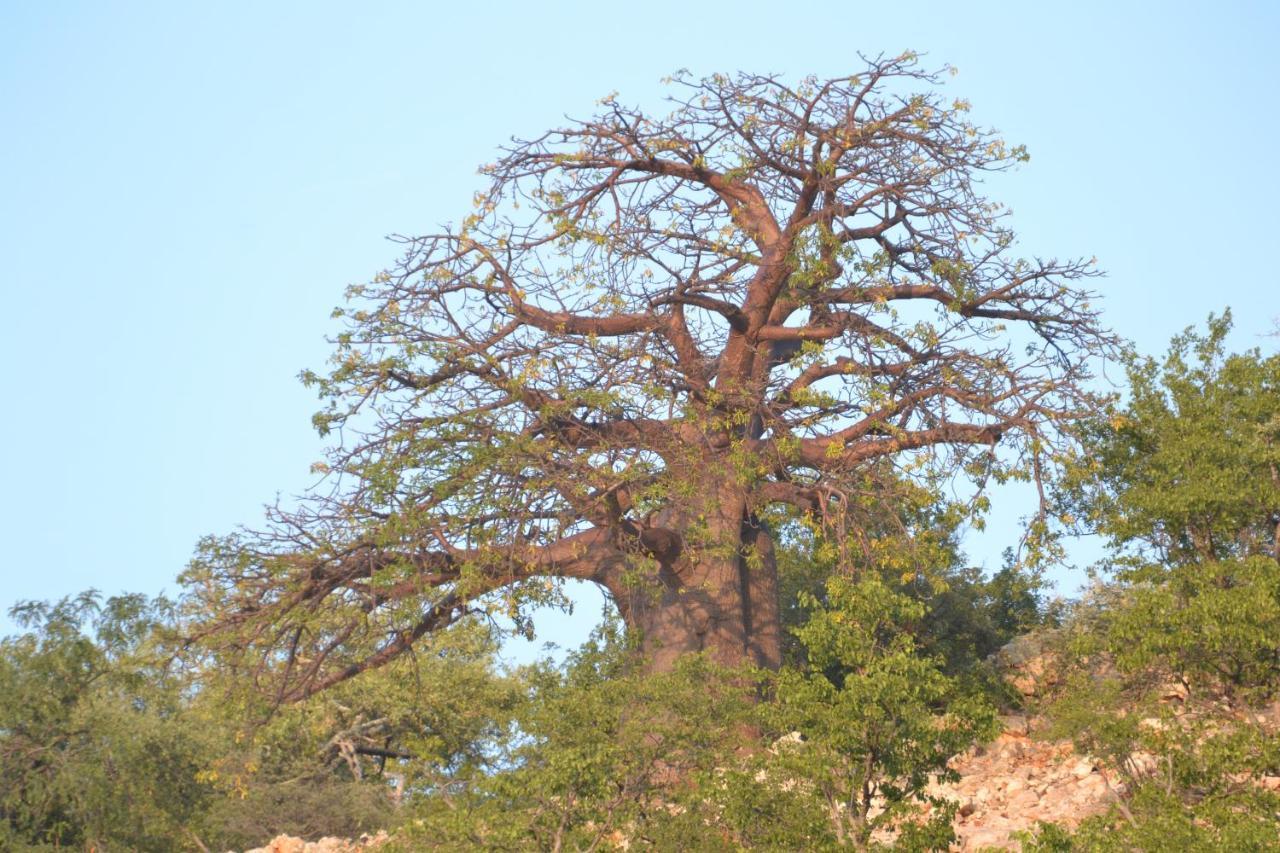 Adansonia Eco Lodge Musina Ngoại thất bức ảnh
